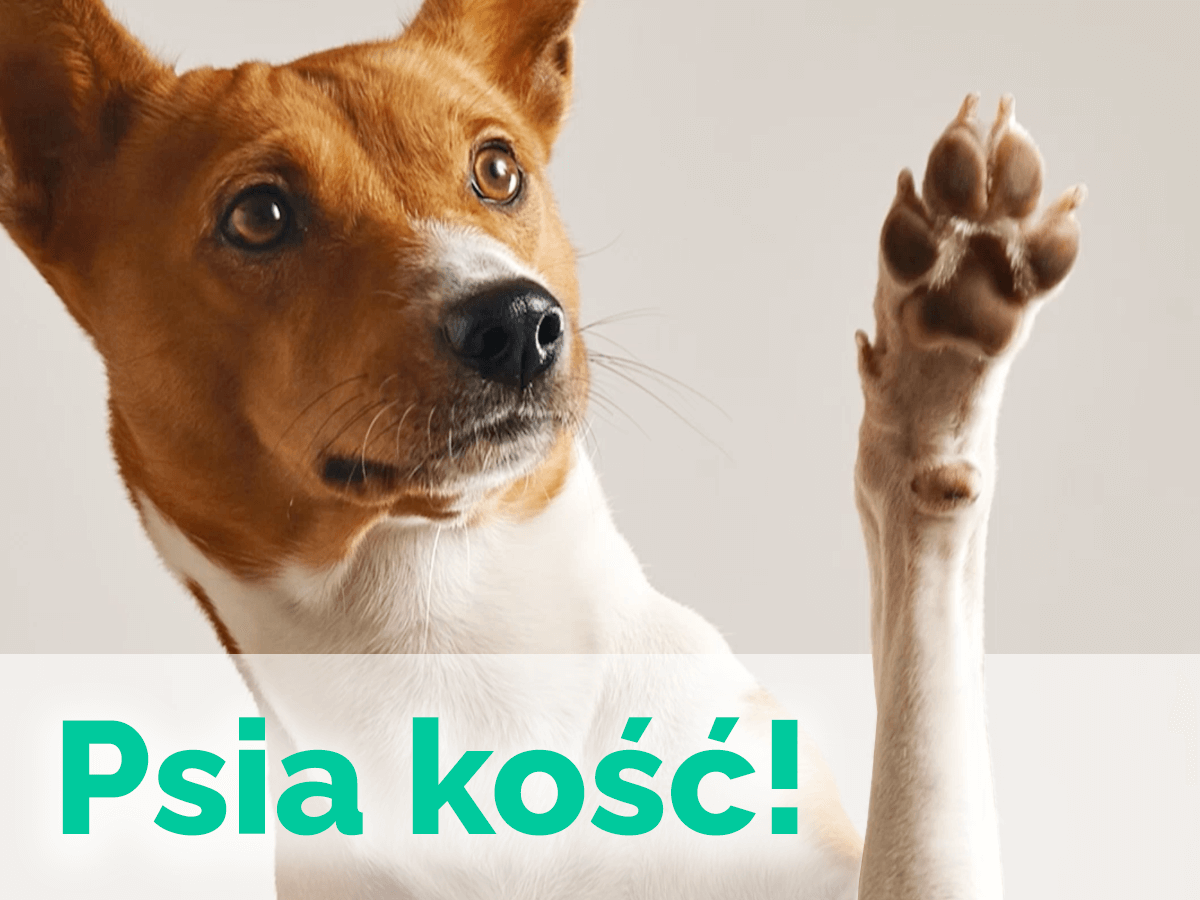 Psia kość! - czyli za kulisami tworzenia strony dla FlexiOss®Vet